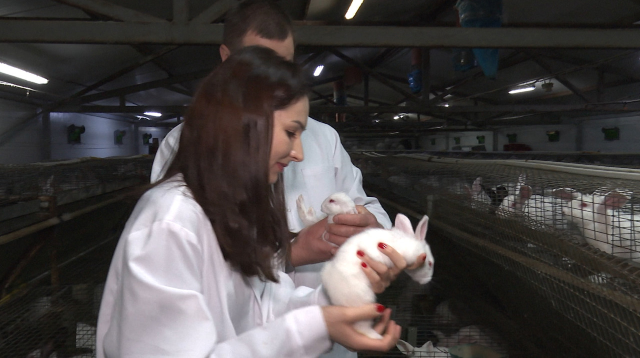 Integrated rabbit farm with 3,000 rabbits and on-site feed production in Moldova