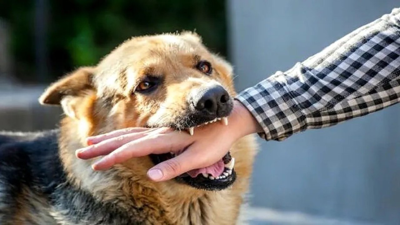 Tot mai mulți oameni, atacați de animale fără stăpân. ANSP anunță noi achiziții de vaccin antirabic