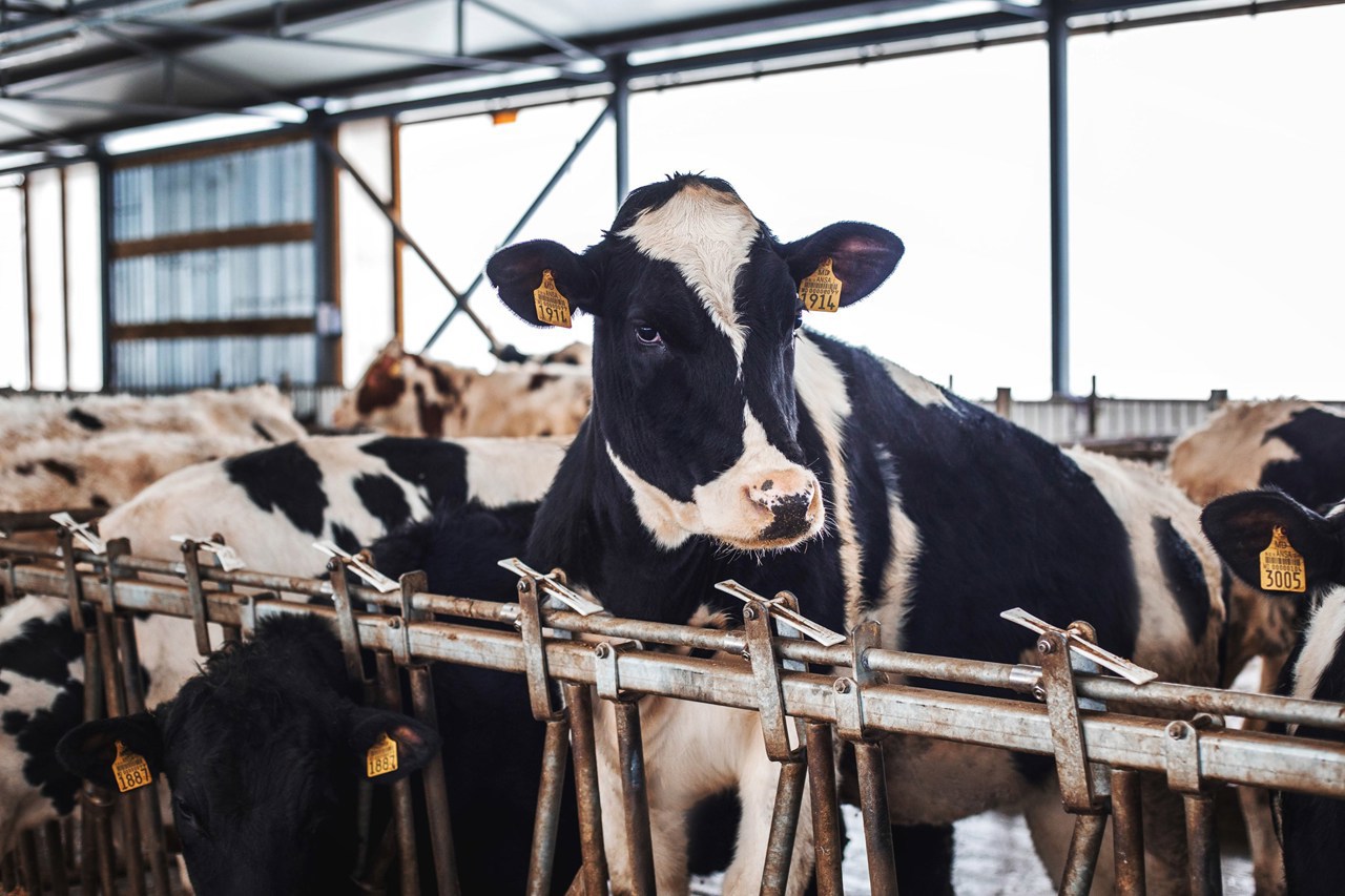 Farmers seek 105 million lei from the state for milk production