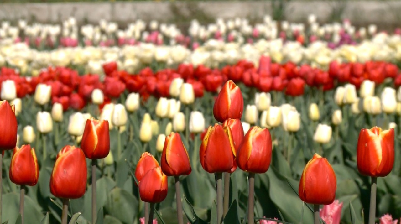 Bardar attracts visitors with its colorful tulips and daffodils