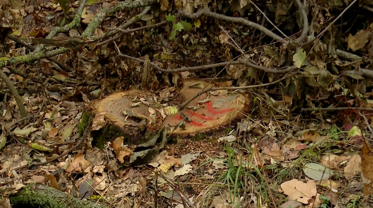 Tăieri ilegale în pădurea de la Vadul lui Vodă: Sute de arbori, doborâți, iar cioatele au fost ascunse