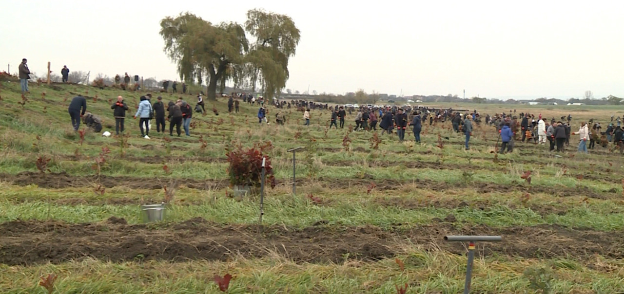 Deputies  of Parliament invited to participate in the national afforestation campaign this fall