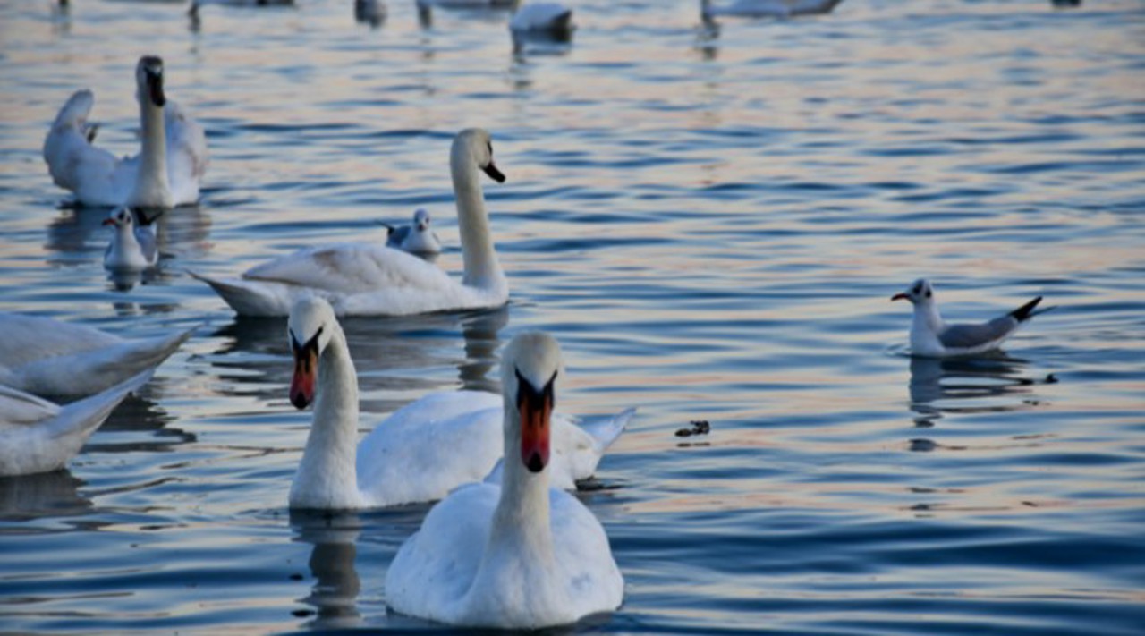 A flock of swans spotted in the northern Moldova