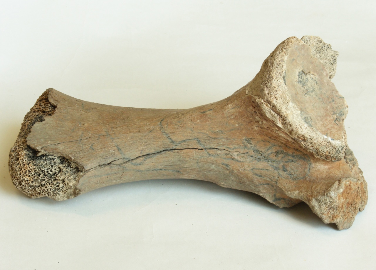 В Шолданештском районе обнаружили фрагменты костей мамонта