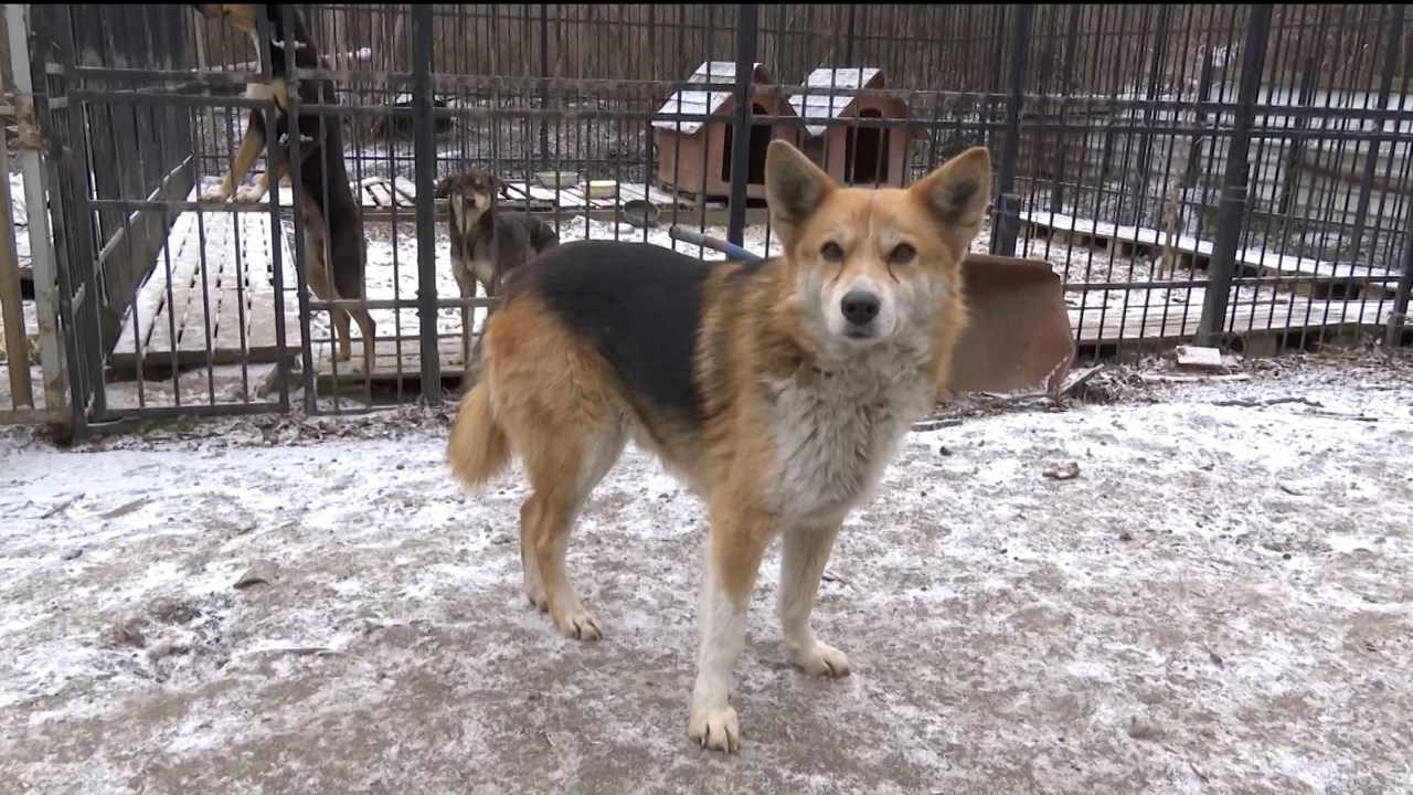 Судьба бездомных животных: сотни собак в переполненном приюте и одна счастливая история