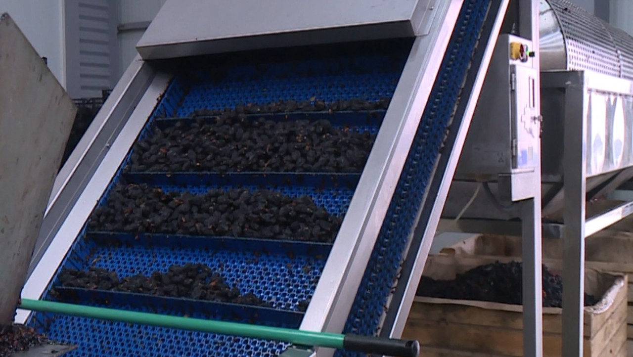 Un tânăr din țară produce 100 de tone de prune uscate pe an, 90 la sută din producție este exportată 