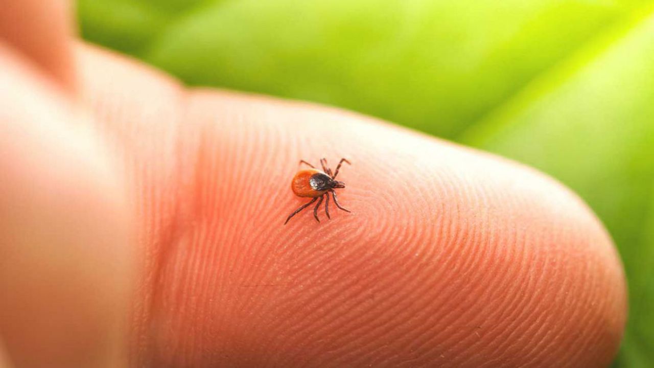 Dozens of Lyme disease cases reported in the first half of the year. ANSP issues recommendations
