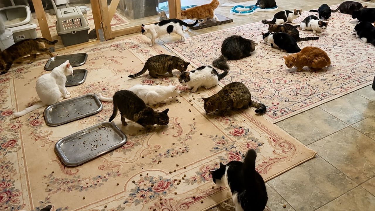 VIDEO | Germanul care și-a umplut casa din R. Moldova cu pisici: „Dacă mai mulți oameni și-ar lua o pisică, lumea ar fi diferită”