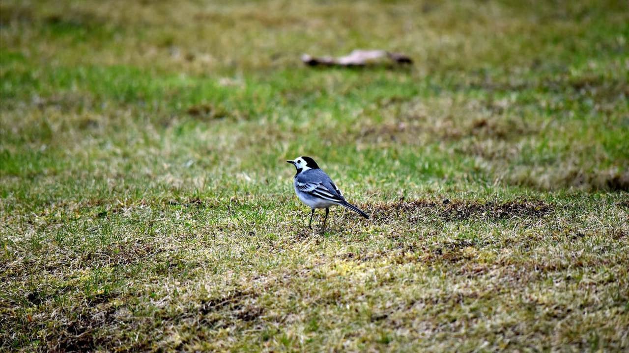 Meteo// Vremea se încălzește la sfârșitul săptămânii
