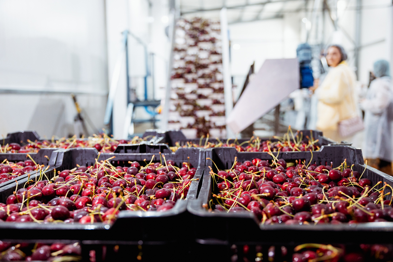 Fermierii investesc în infrastructura postrecoltare pentru a spori calitatea fructelor și a-și majora profitul