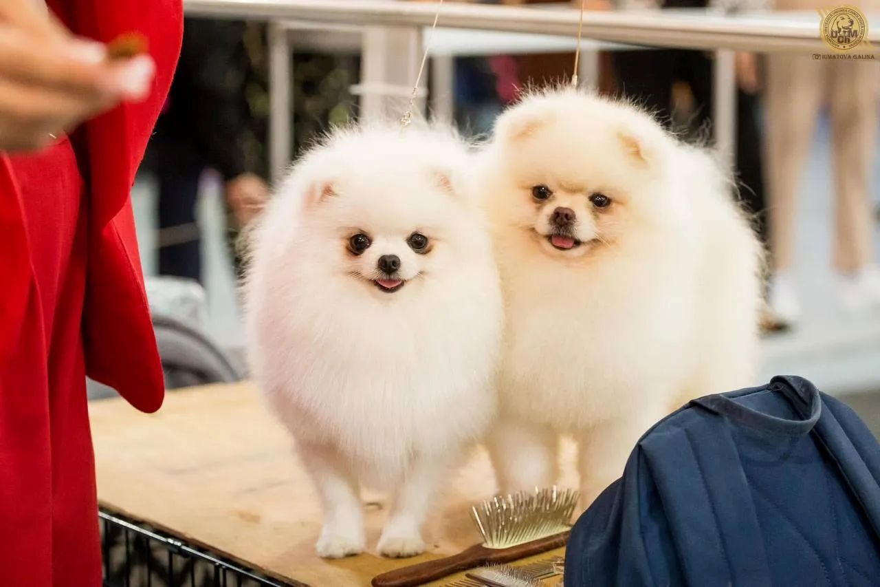 Moldova’s canine capital: International dog show brings 350 competitors to Chisinau