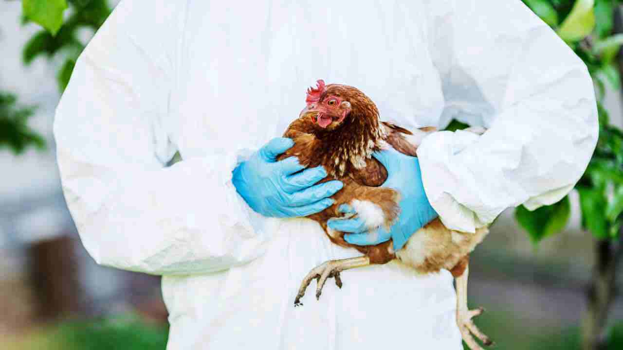 Patru focare de gripă aviară, înregistrate pe teritoriul R. Moldova: La Cahul au fost sacrificate aproape 500 de păsări