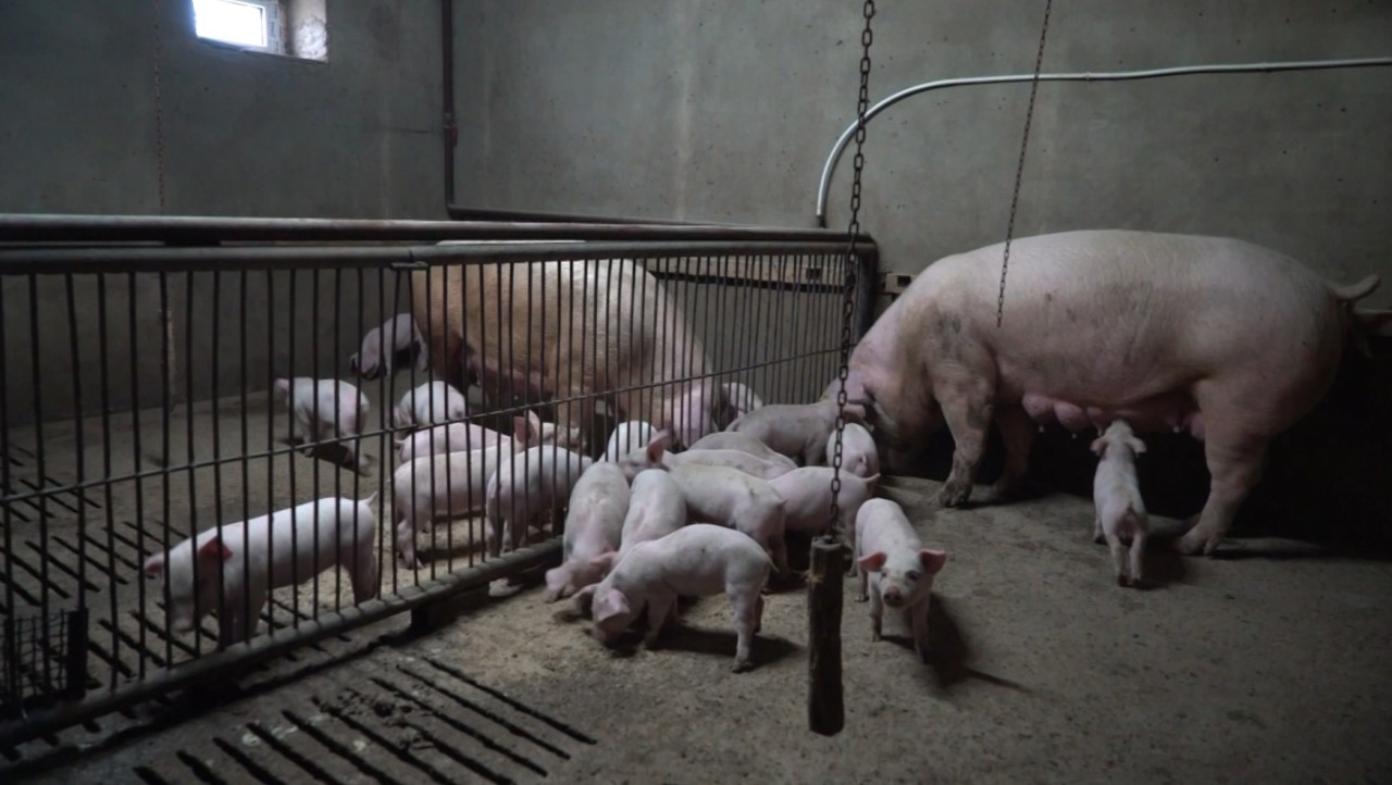 African swine fever outbreak triggers surveillance in Ialoveni