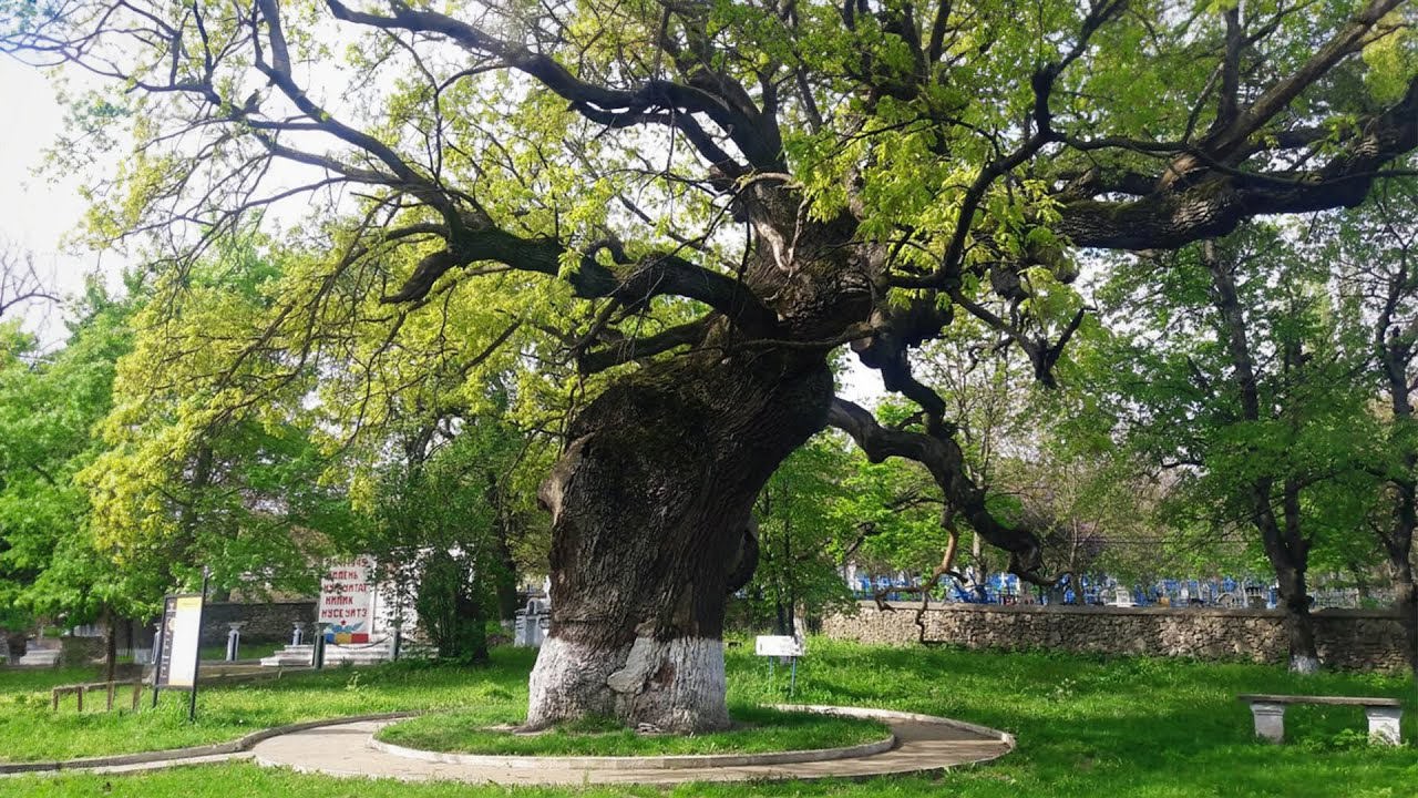 Inventariere: Toți arborii seculari din R. Moldova vor fi evaluați pentru a fi protejați