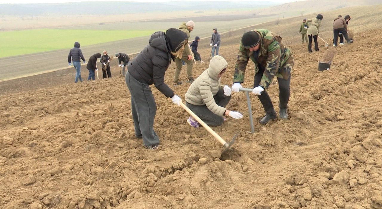 Mai mulți studenți au lăsat pentru o zi cursurile și au au pus umărul la împădurirea țării