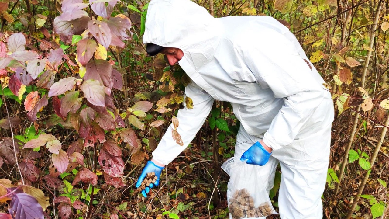 Foxes vaccinated for rabies: Two-week restrictions for dogs and cats recommended