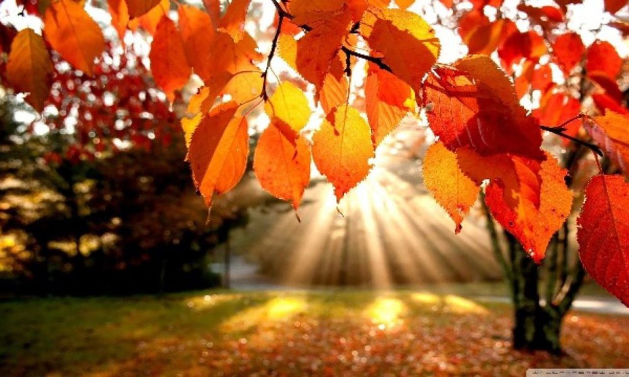 METEO // Pregătiți umbrelele. Va ploua în nordul și unele localități din centrul Republicii Moldova