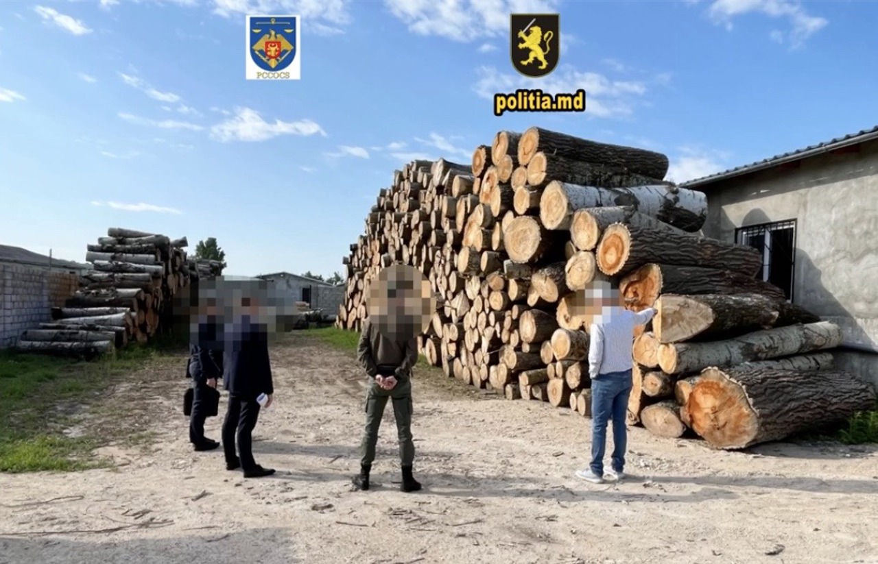 Percheziții la Hîncești și Chișinău, după defrișarea a peste 1.400 de arbori 