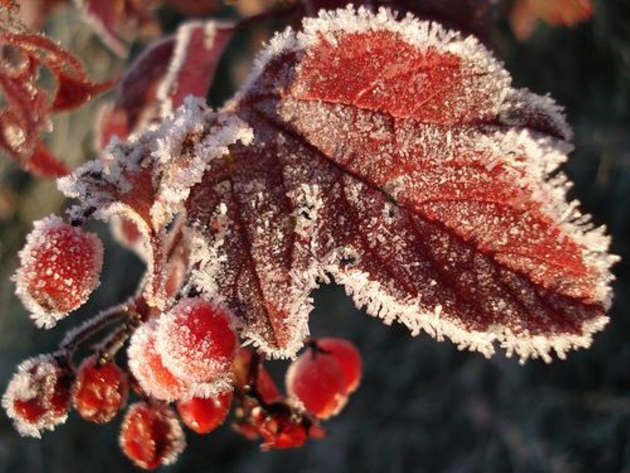 October begins with frost: meteorologists issue warning