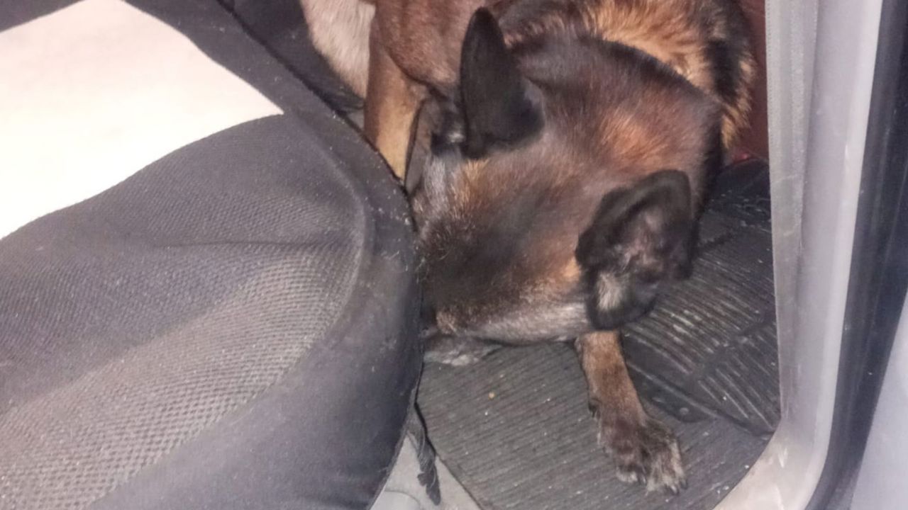 Câinii de la punctul de trecere a frontierei Sculeni au găsit sute de pachete de țigări în mașinile a doi bărbați 