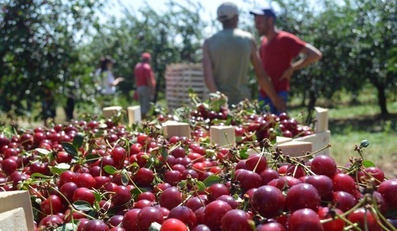 Export record: Moldova exported more sour cherries than it consumed in 2025