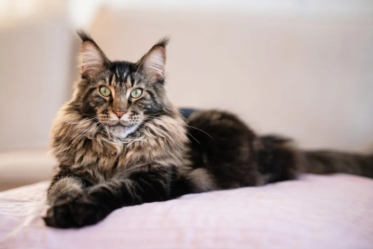 Tentativă de contrabandă cu animale de rasă: Opt pisici „Maine Coon”, depistate în portbagajul unui autocar