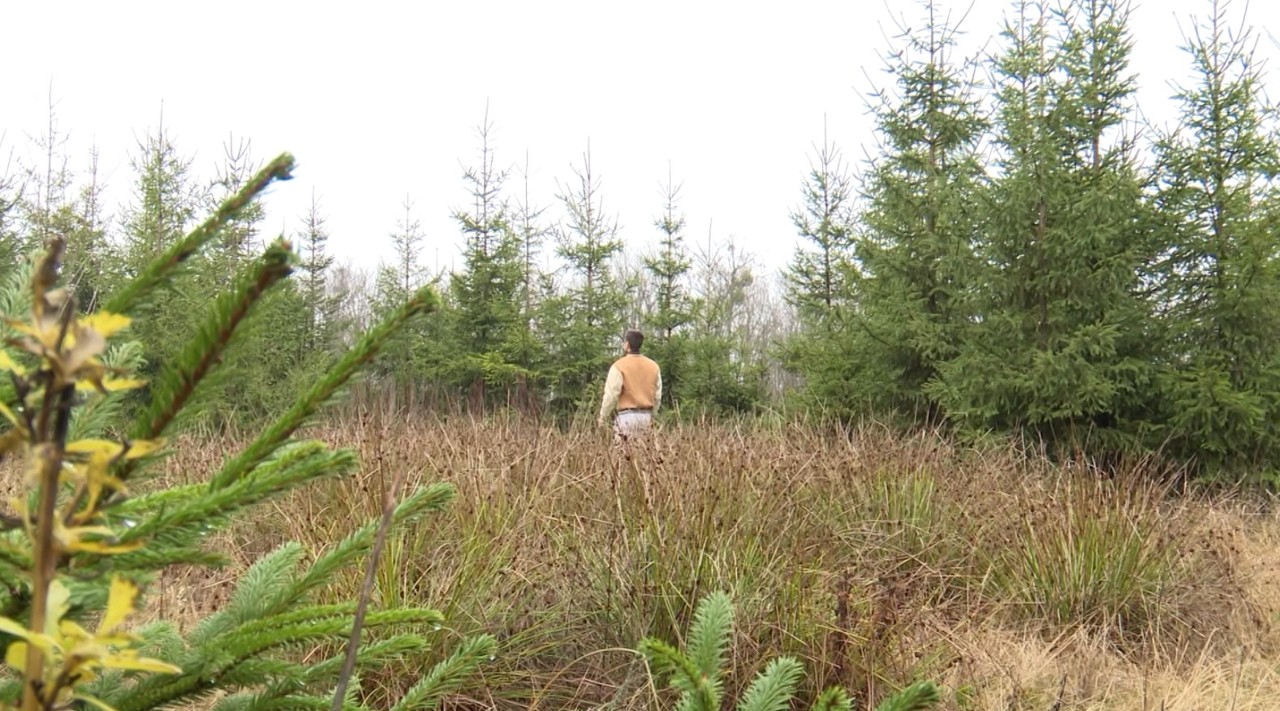 Cumpărătorii, în căutarea pomului de Crăciun. Agenția „Moldsilva” pune la dispoziție aproape 38 de mii de pomi 