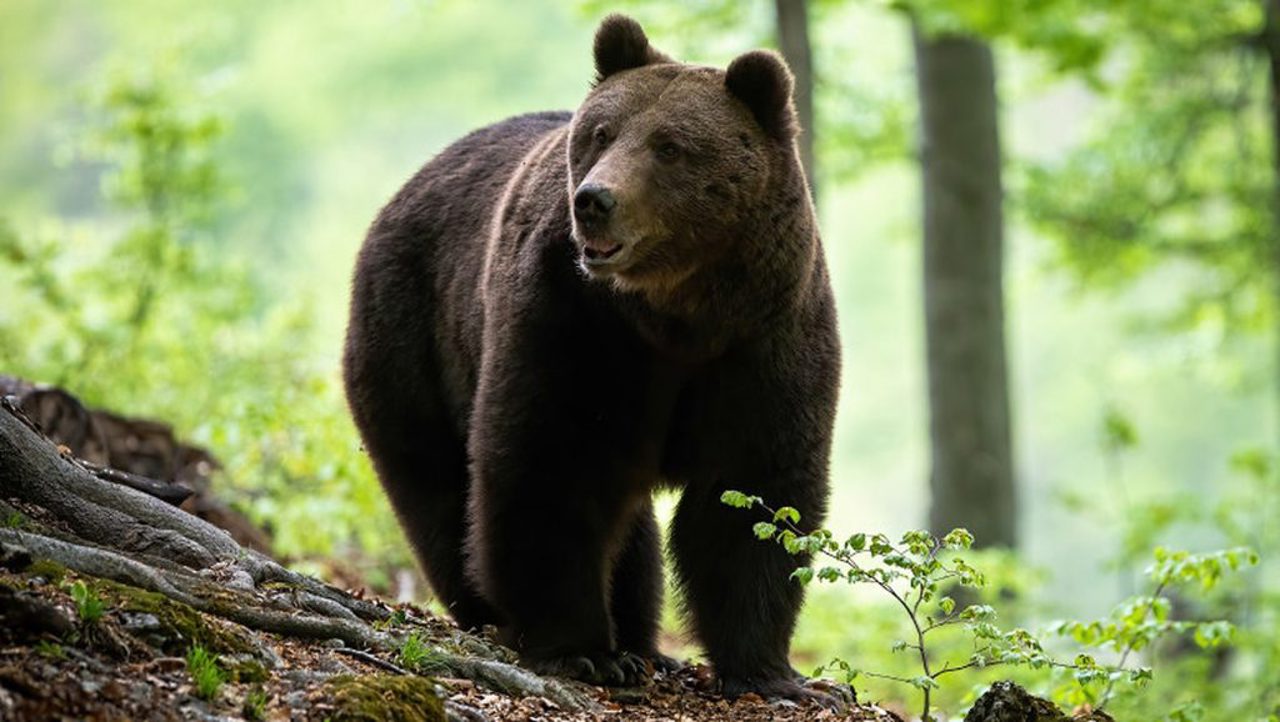 Romania approves bear cull increase 