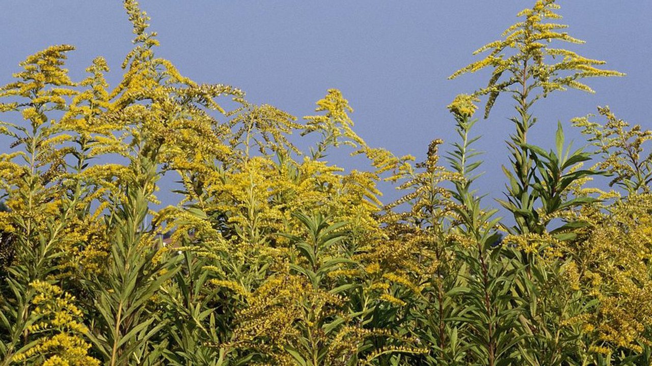 Ragweed, the ‘evil weed’ harming people and crops: how to fight it