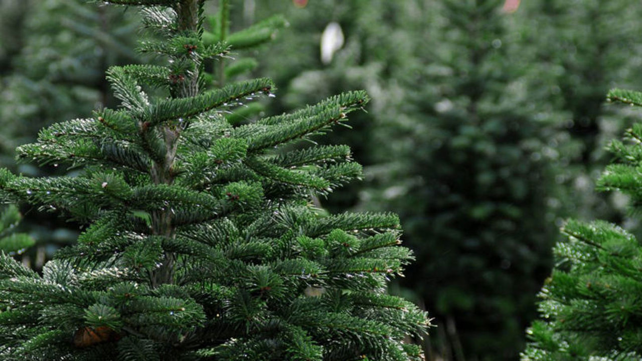 Natural Christmas trees in Moldova: Prices and holiday trends