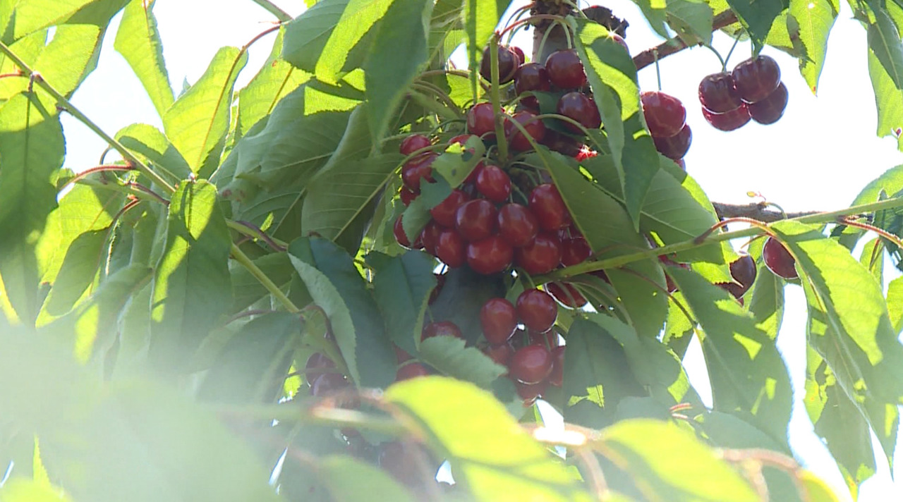Returned migrants build sustainable cherry agribusiness in Moldova