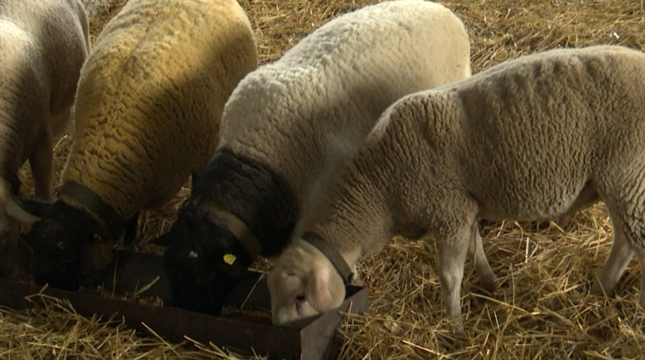 Program național de modernizare a zootehniei: fermele pot obține până la 1 milion de dolari