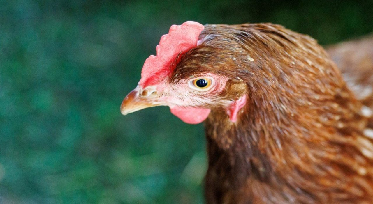 В Молдове зафиксированы новые вспышки птичьего гриппа