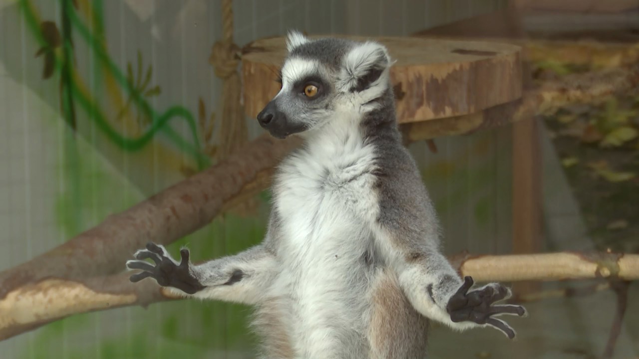 Зоопарк накануне зимы. Как готовят к холодам животных и вольеры?