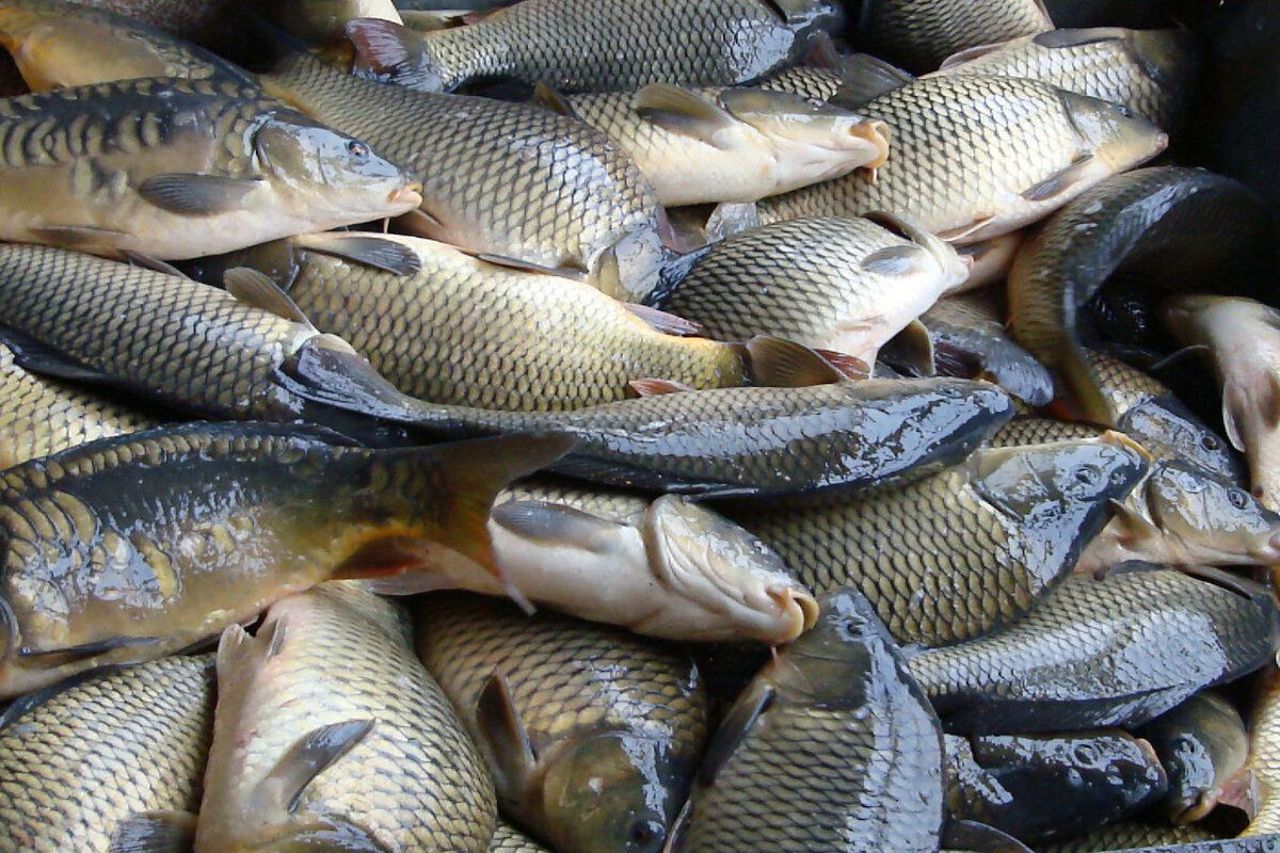 UTIL | Cum putem deosebi peștele de calitate: Sfaturile specialiștilor