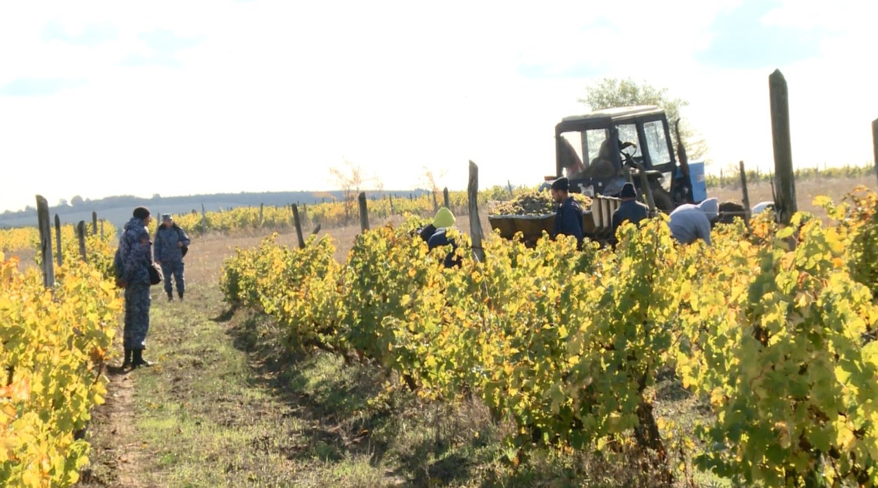 Peste 150 de deținuți de la Penitenciarul din Brănești își reduc pedeapsa muncind: „Timpul trece așa mai repede” 