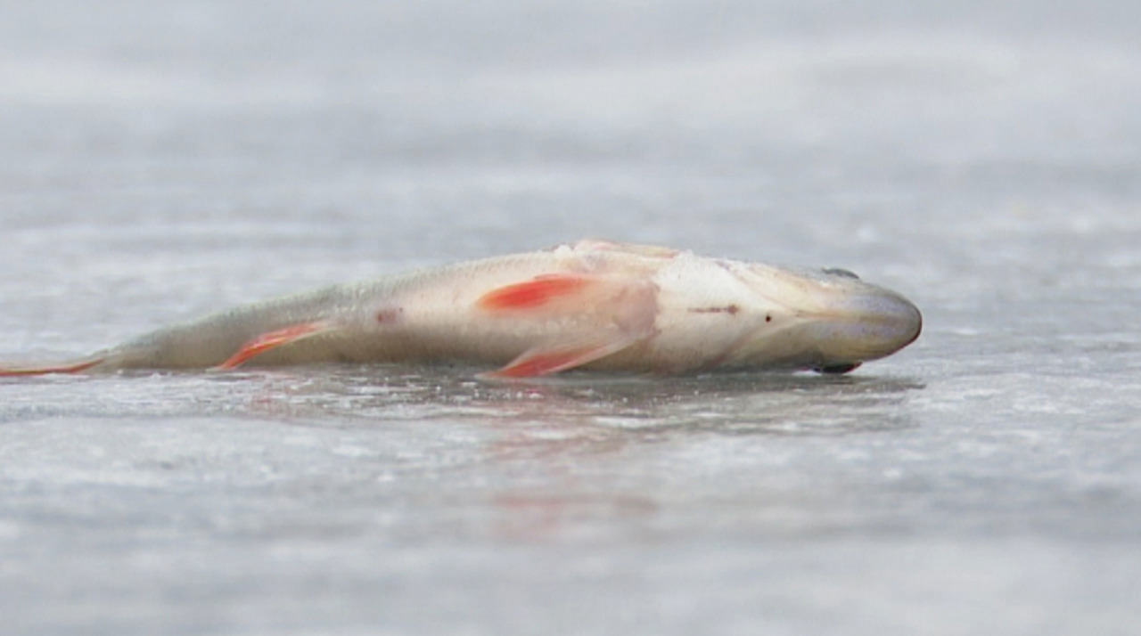 Pescuitul cu momeli vii, permis doar în zone sigure: Guvernul instituie un control sanitar mai strict 