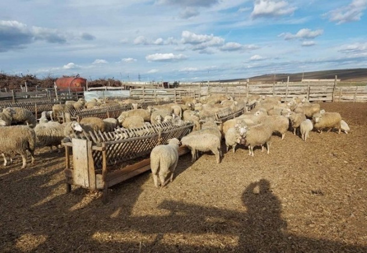 Între 400 și 700 de lei: Crescătorii de oi și capre pot solicita de la stat plăți directe per cap de animal