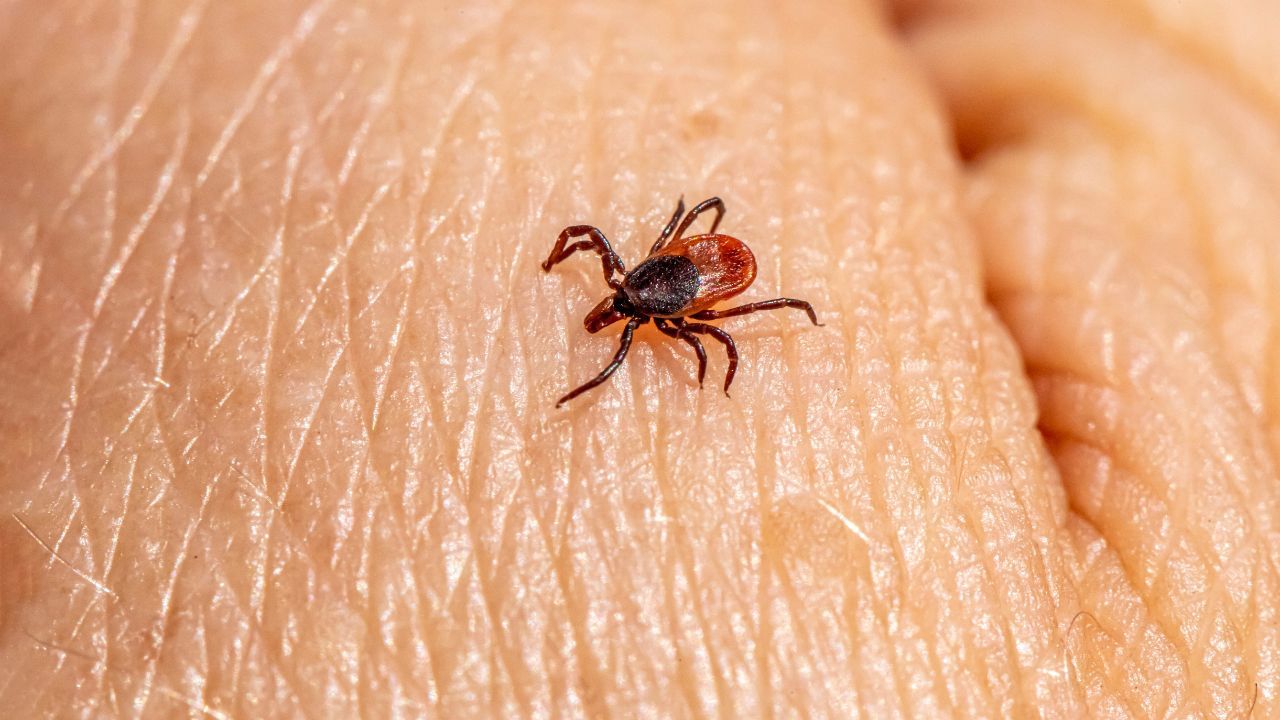 Lyme disease cases are rising alarmingly, experts warn