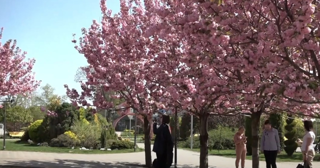 A înflorit sakura la Comrat. Cireșii japonezi reușesc să atragă sute de vizitatori 