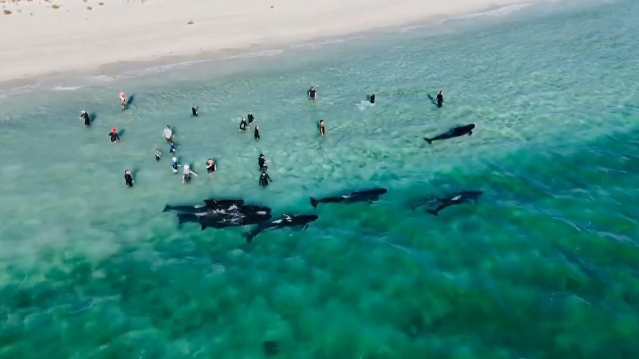 В Австралии выбросило на берег около 160 чёрных дельфинов