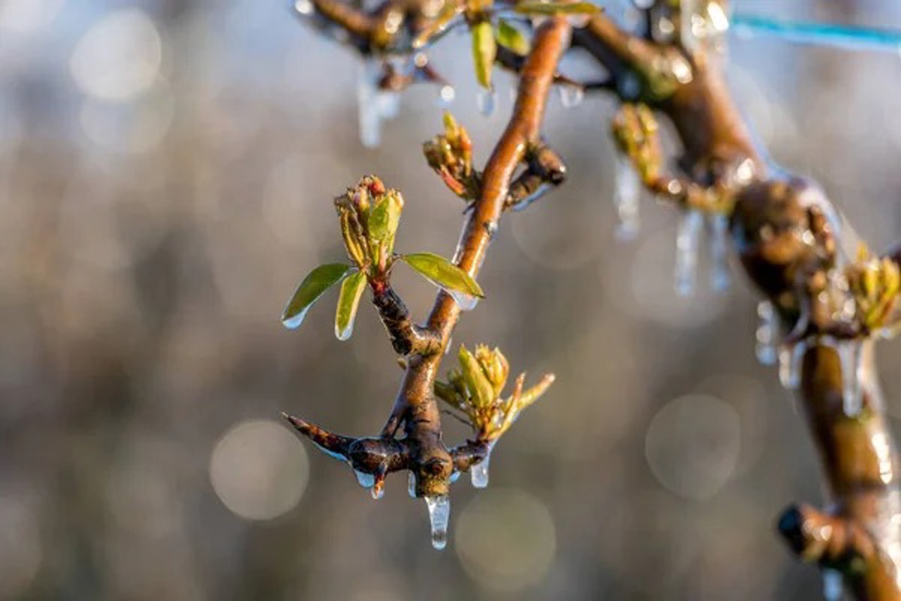 Cod galben de îngheț. Ministerul Agriculturii avertizează că temperaturile scăzute afectează dezvoltarea plantelor 