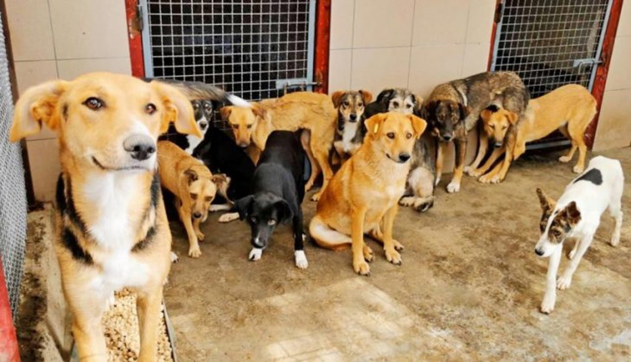 В Комрате уличных собак поместят в приют для бездомных собак