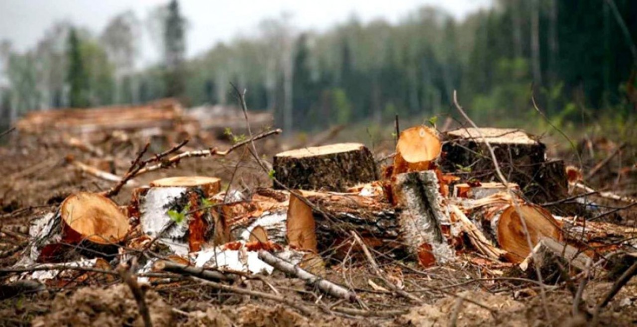 High demand and lack of forests leave Moldovans without firewood. Natalia Gavrilița: "We are making every effort to cover the need for wood"