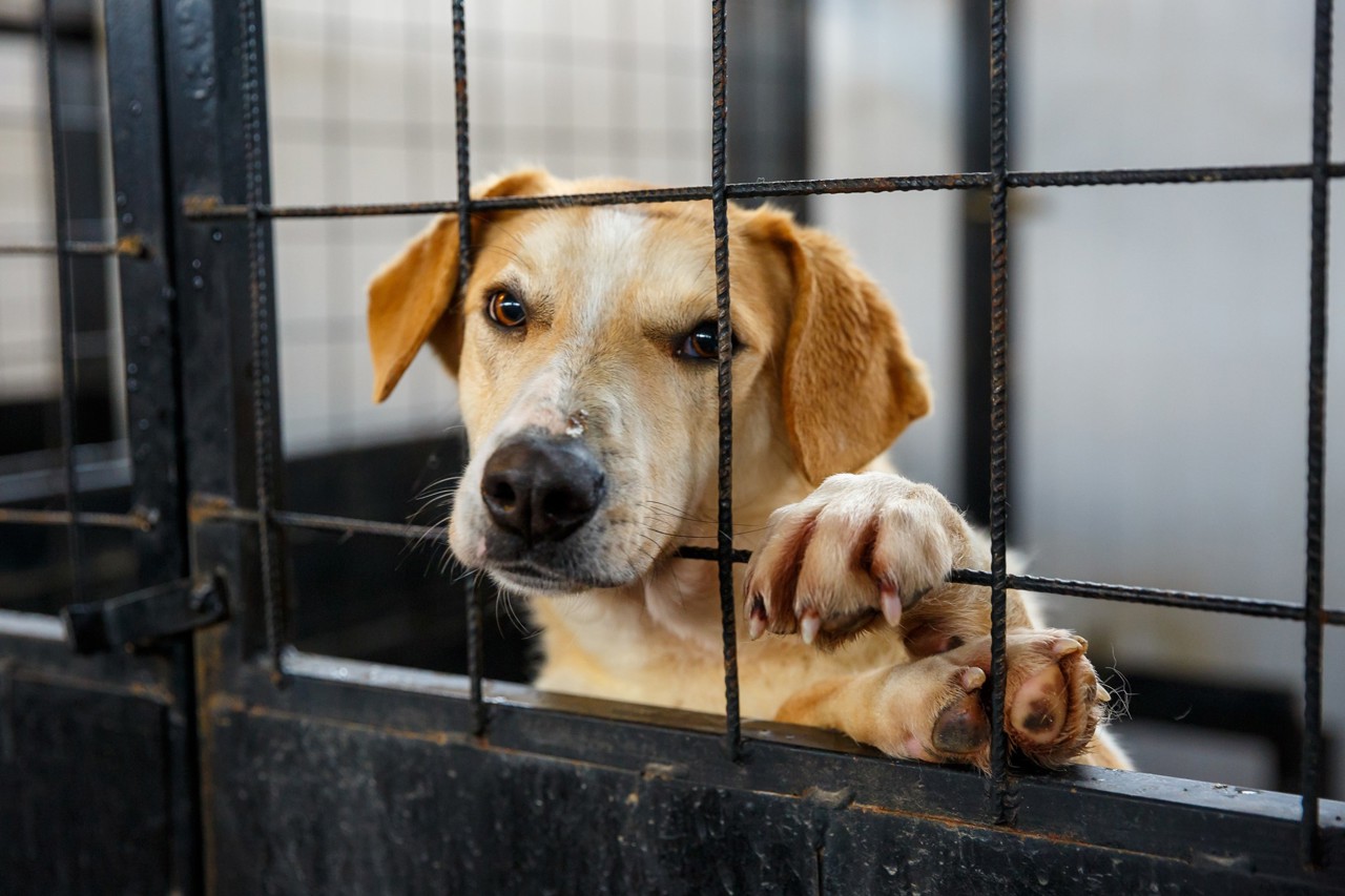 Un proiect de lege pentru protecția animalelor va fi examinat în Parlament