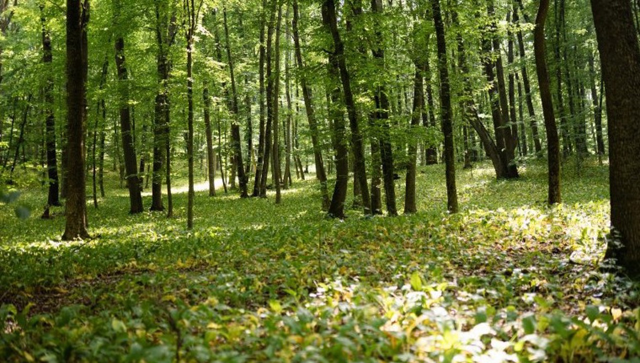 „A fi silvicultor nu mai este o onoare astăzi”: Sectorul forestier, lovit de un exod masiv al tinerilor, avertizează sindicatele