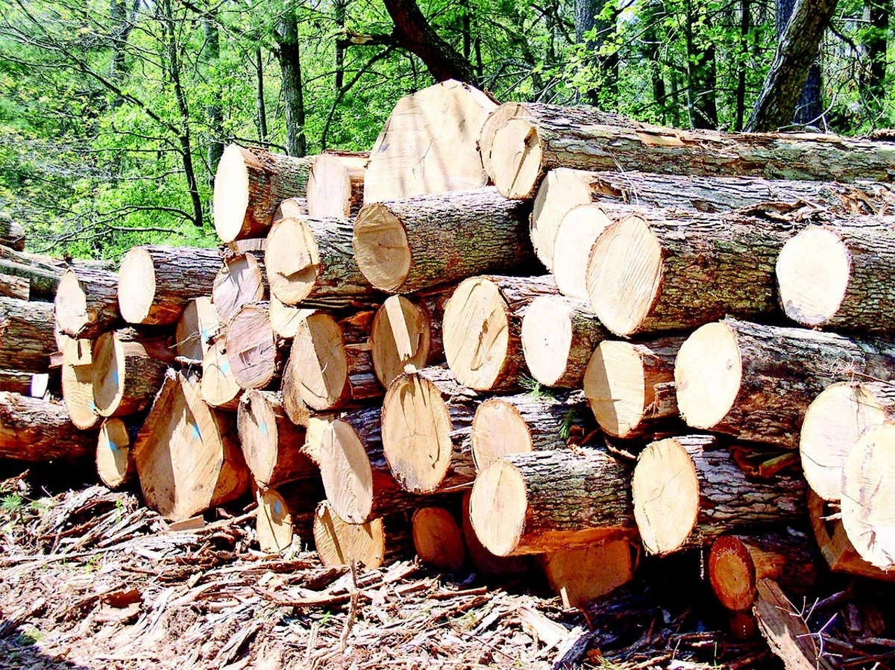 Руководство лесхоза"Тигина" подозревают в хищениях древесины на 360 тысяч леев