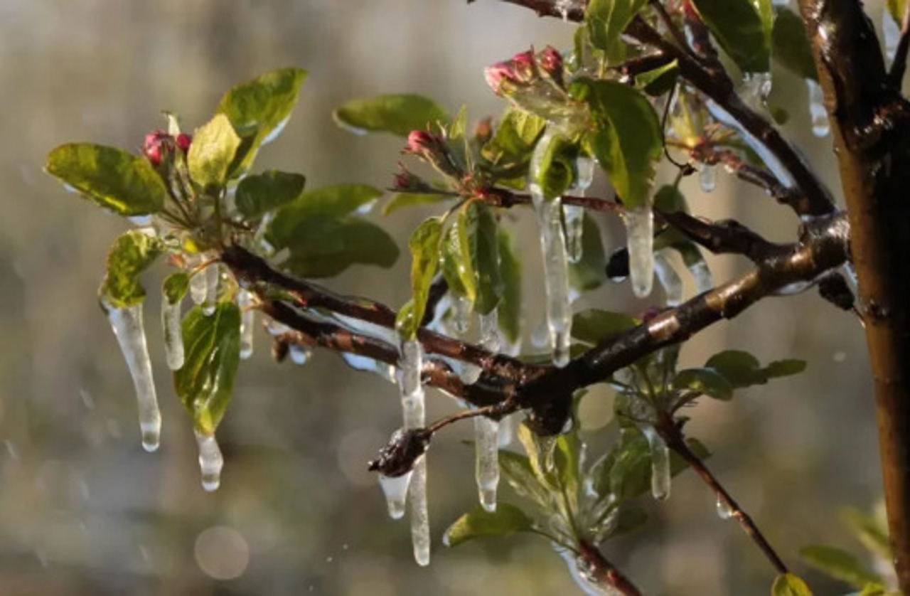 Meteo | Cod galben de înghețuri: Temperaturi de până la -3°C, prognozate pentru 21 aprilie