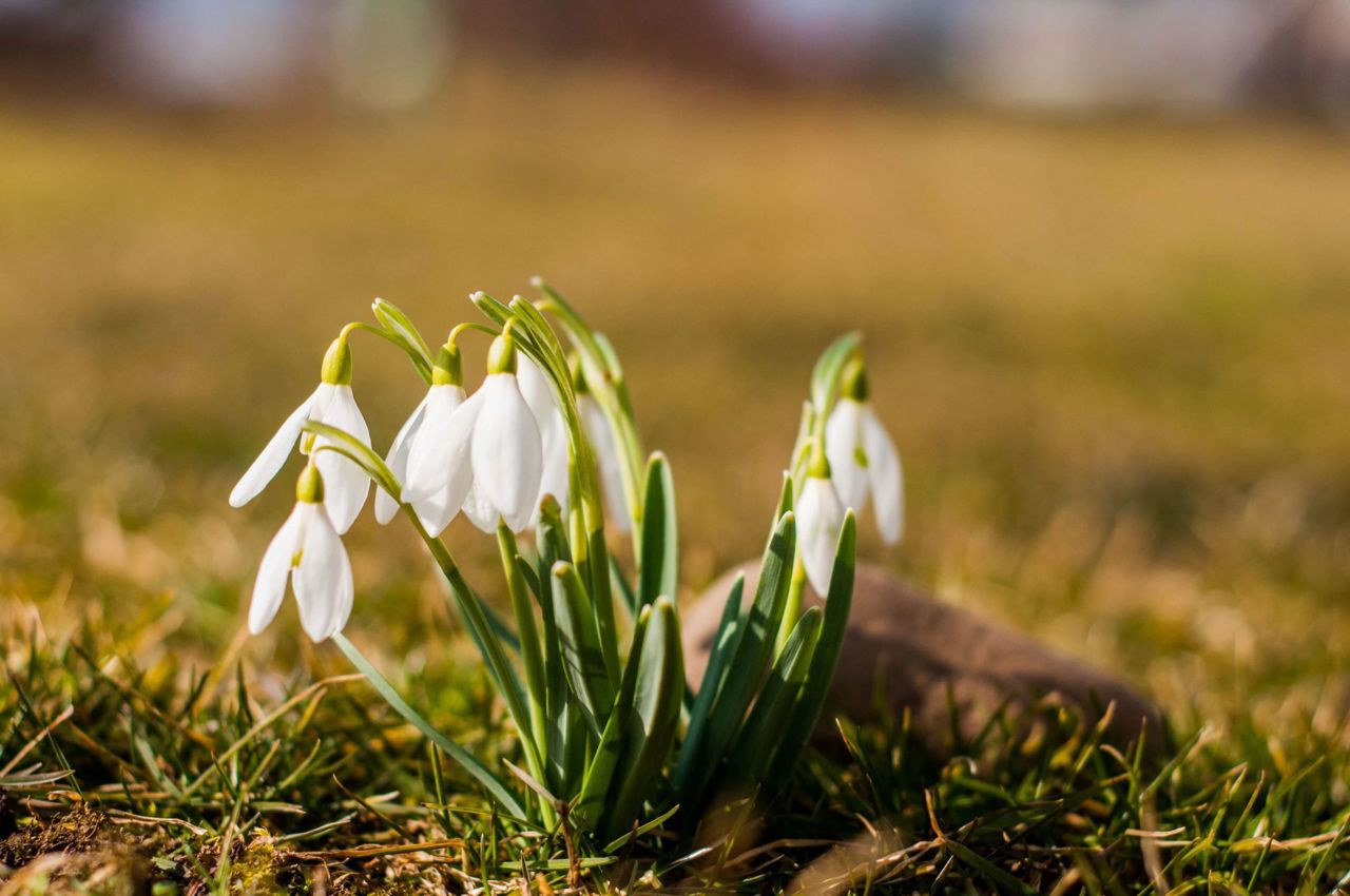 METEO // Vreme primăvăratică în ultima săptămână de iarnă