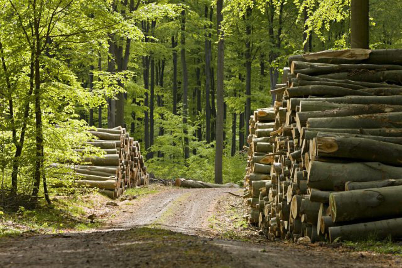 Moldova adopts new sustainable forest management rules for 2026-2030